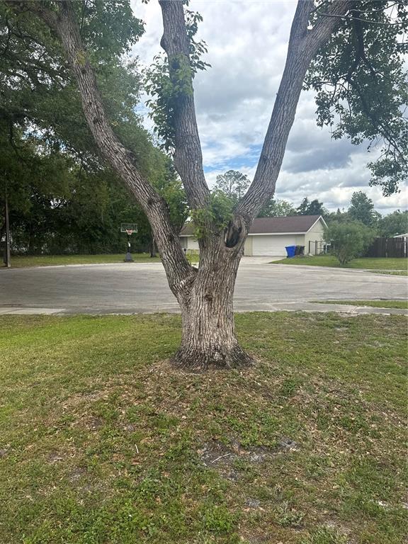 Photo - 2329 Pine Tree Ct