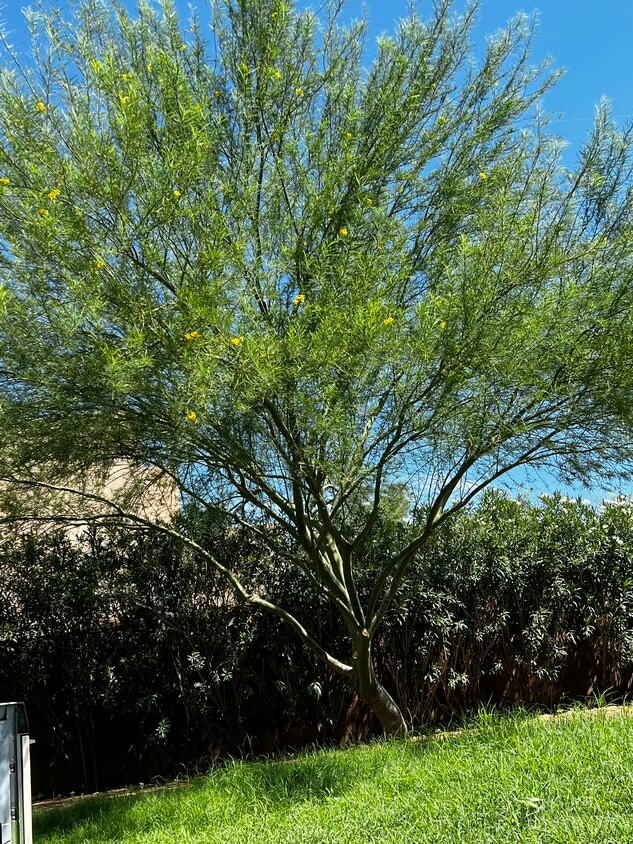 Photo - 1512 N Forgeus Ave (Tucson, AZ)
