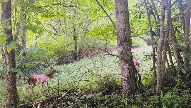 Photo - 2015 Union School Rd SW