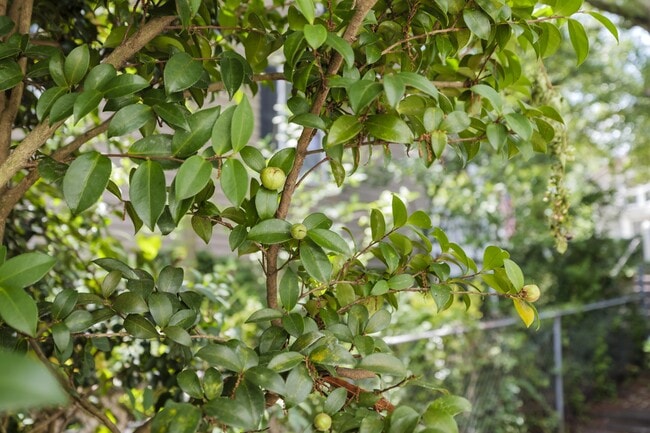 Photo - 207 Oliver St