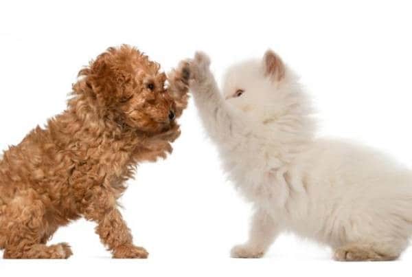 Pets are welcome - Forsythia Court