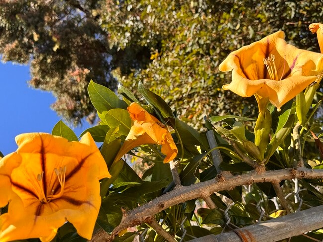 Building Photo - 5183 Topanga Canyon Blvd