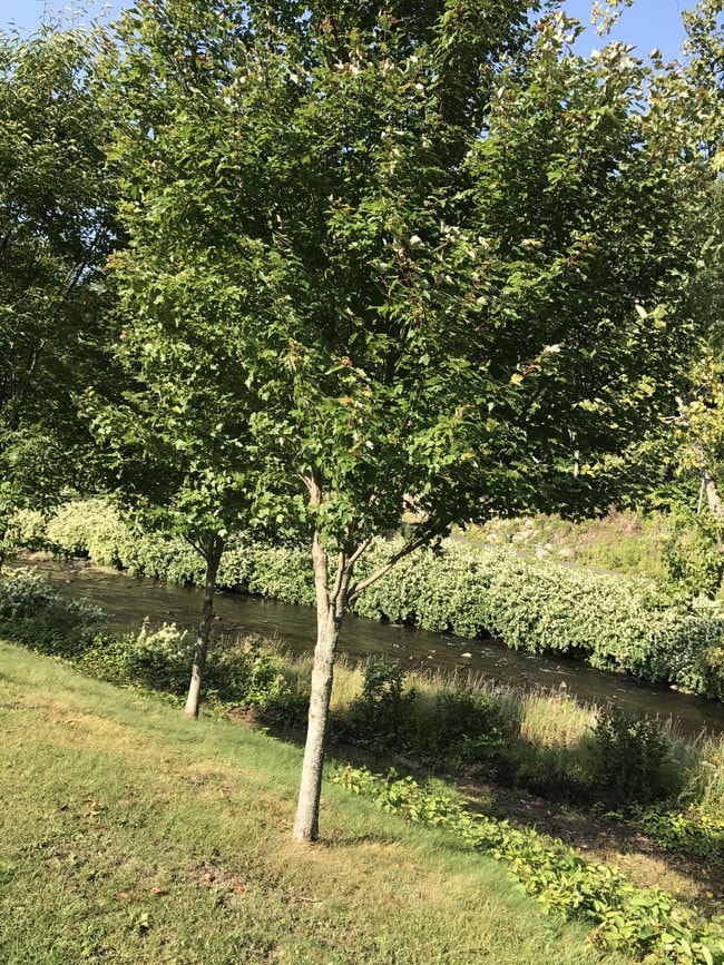 Riverside Commons