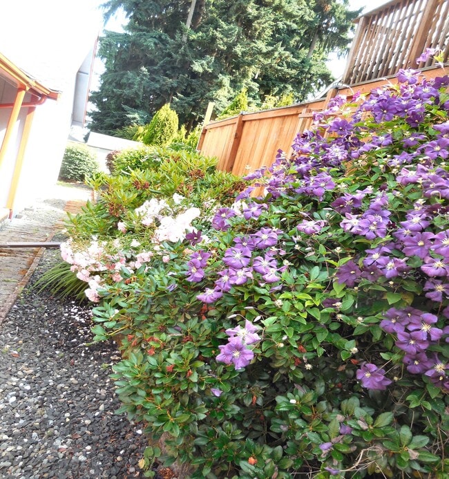 Side Yard - 5036 Beach Way NE