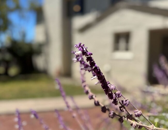 Building Photo - This is a Berkeley Lifestyle. | 3BR | 1.5BA | 1,450 SF | Just Steps from Campus