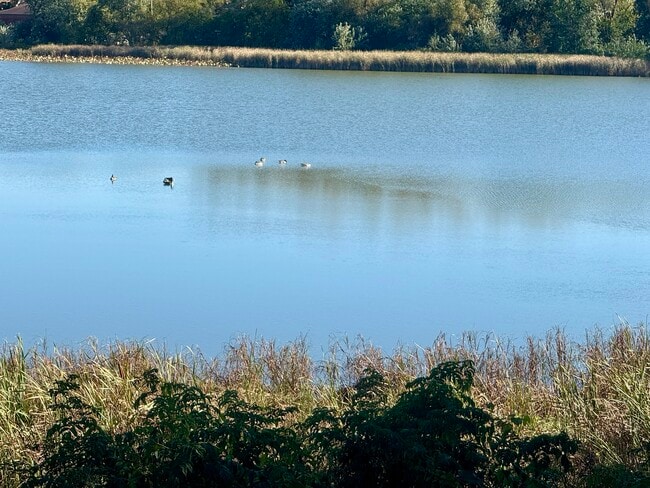 Tiedeman pond - 7217 Park Shores Ct