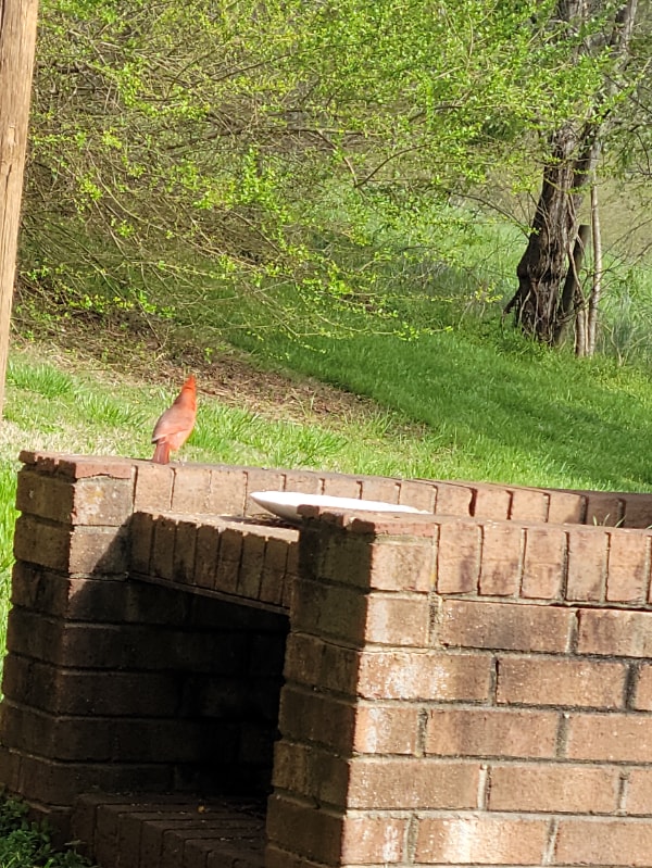 Photo - 885 Rural Hall-Germanton Rd