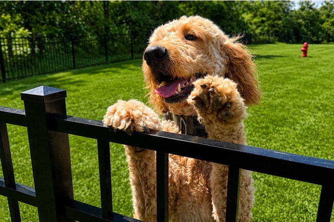 A four legged resident
