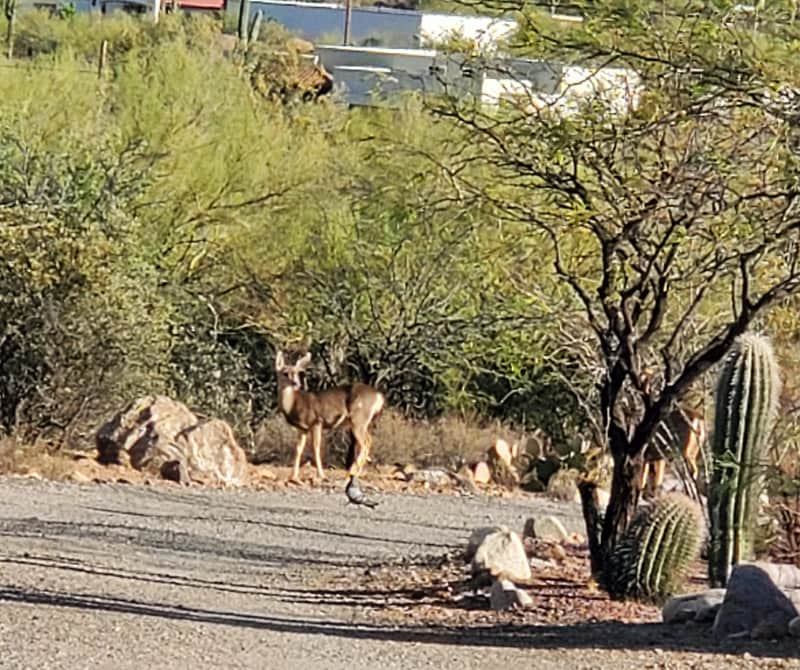 Photo - 4000 W Ajo Hwy