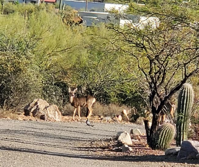 Photo - 4000 W Ajo Hwy House