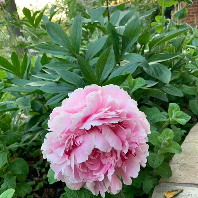 Photo - 5208 Heming Ave