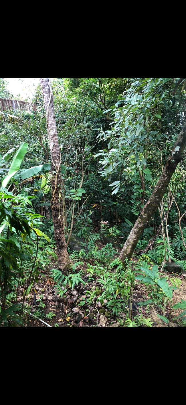 Jungle views - 141 Kapuai Rd