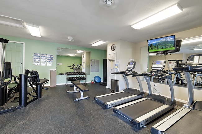 Weights, Mirrors, and Cardio Machines