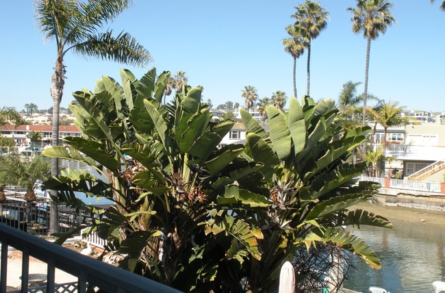 Disfruta de momentos de tranquilidad, rodeado de vegetación tropical y de la brisa de la costa desde el balcón principal. - 4104 River Ave