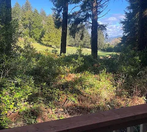 House in the Trees