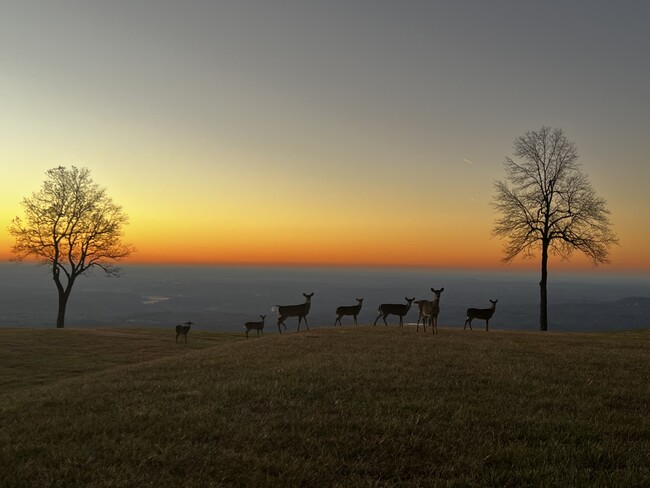 Photo - 2881 White Oak Mountain Rd Condo Unit C4