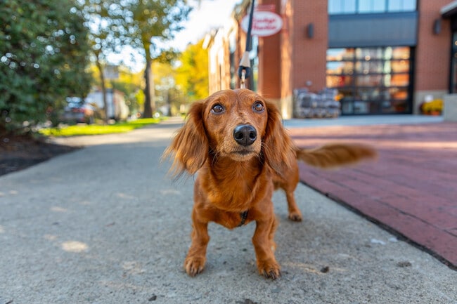 Lucky's Market - Tivoli Apartments