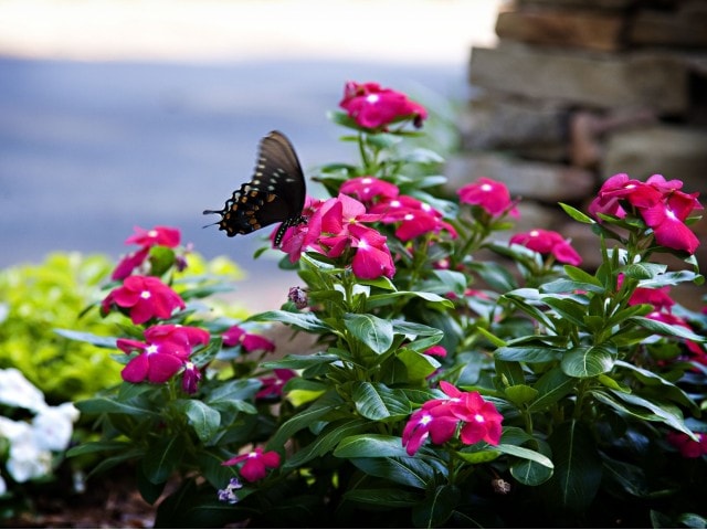 Photo - Brighton Way