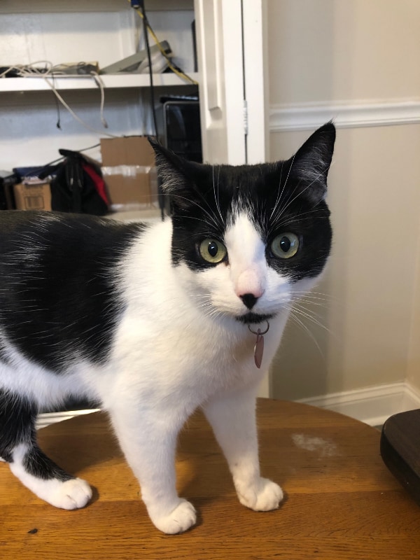 Photo - 115 S Lois Ave Unit 226