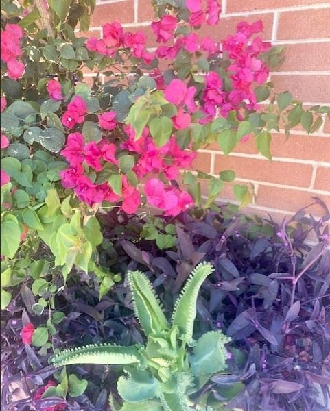 Photo - Sahuara Apartments