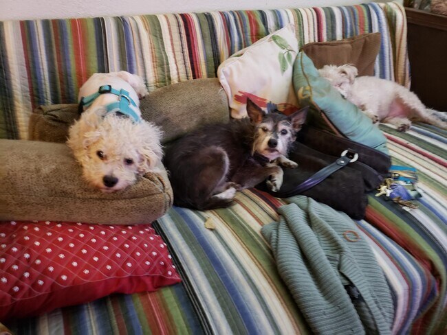 We have special Apts to include fur babies - The Lindsay Furnished Apartments