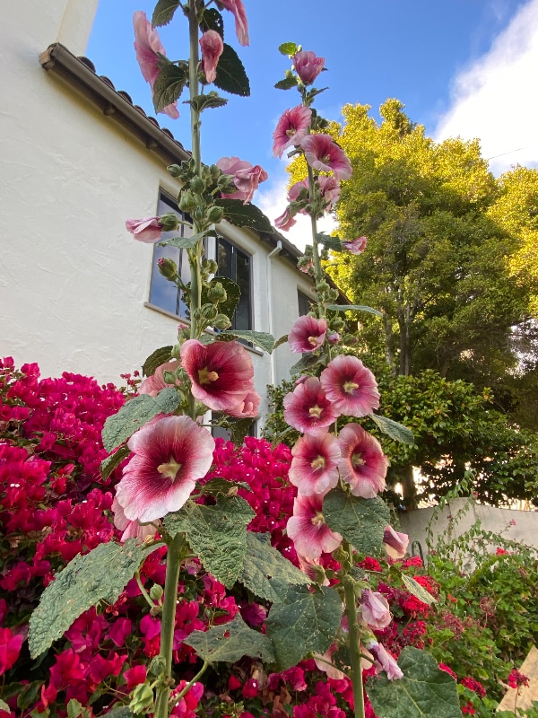 Photo - 1701 Le Roy Ave Unidad 6