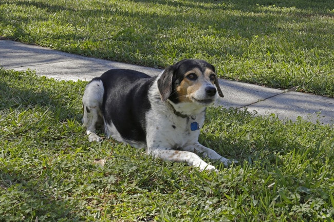 Pet Friendly - Summer Glen ~ Boutique Cottage Style Living Meets Hassle Free Leasing