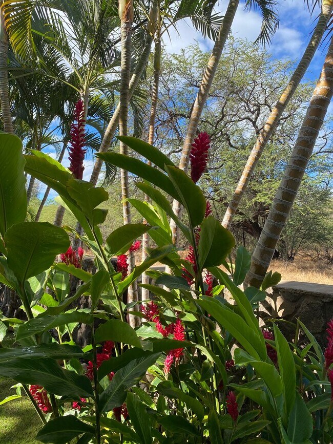 Photo - Tropical oasis