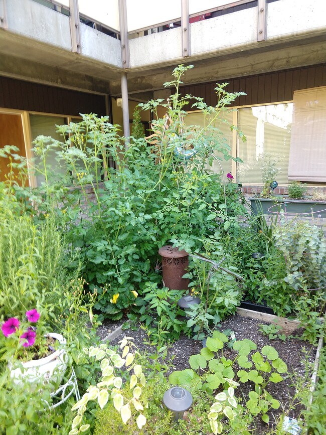 Garden - 5446 Fauntleroy Way SW Unit 2