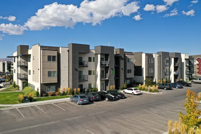 The Vine in Vineyard - The Vine in Vineyard