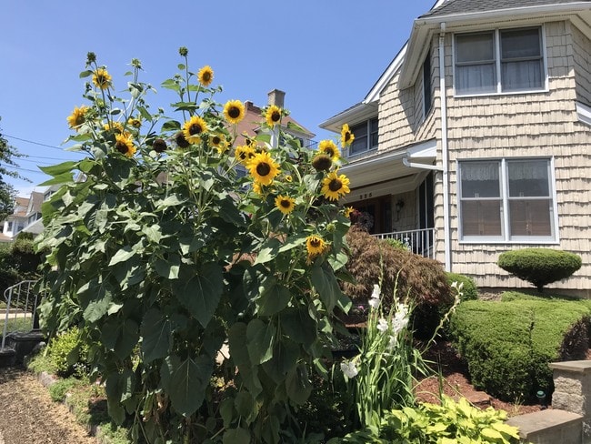 Building Photo - 225 Sickles Ave Unit 1