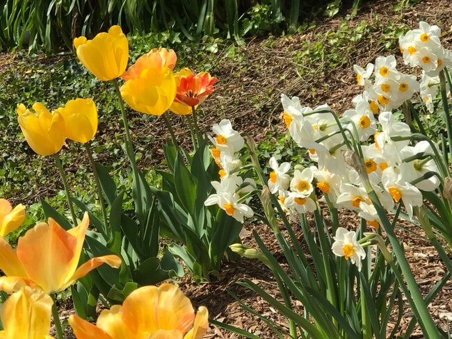 Flores de primavera - 362 Alida Way