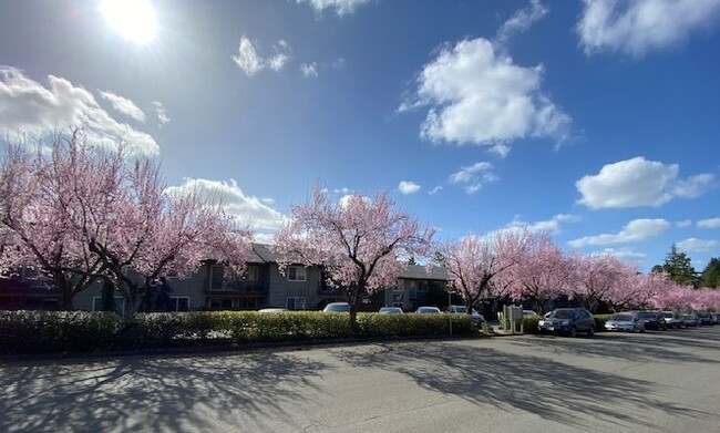 Cedar Royal Apartments - Cedar Royal Apartments