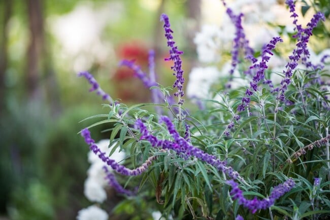 Photo - 8714 Glenoaks Blvd Rental