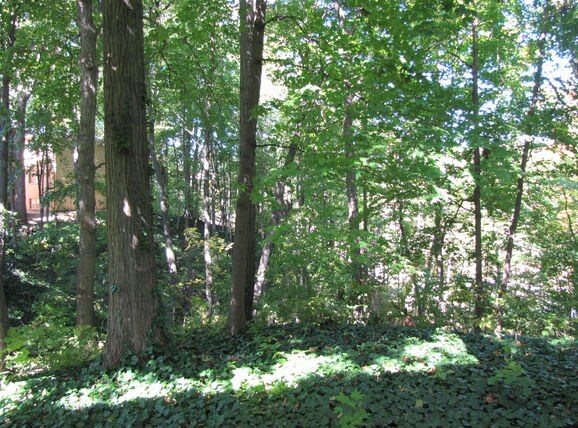 Landsdcaping - Happy Hollow Apartments