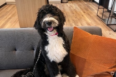 We are Pet Friendly! - Victory On Leonard Rental