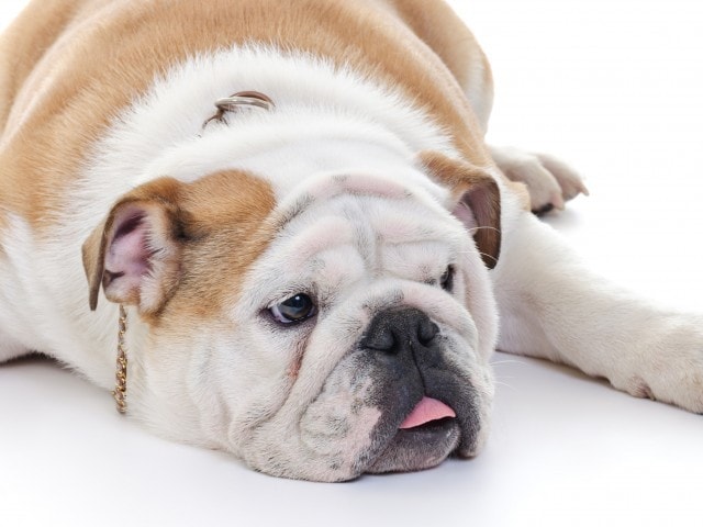 Your Furry Friend is Welcome