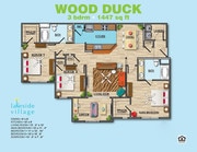 Wood Duck B