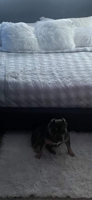 Photo - 611 Gordon Ave Unidad 1