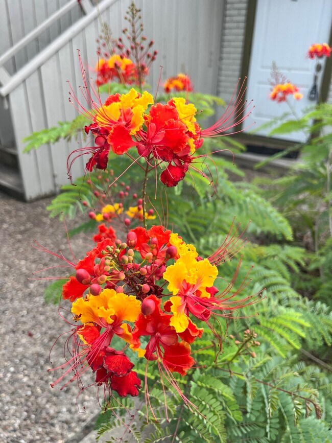 Photo - 1820 Avenue O 1/2 Unit 1