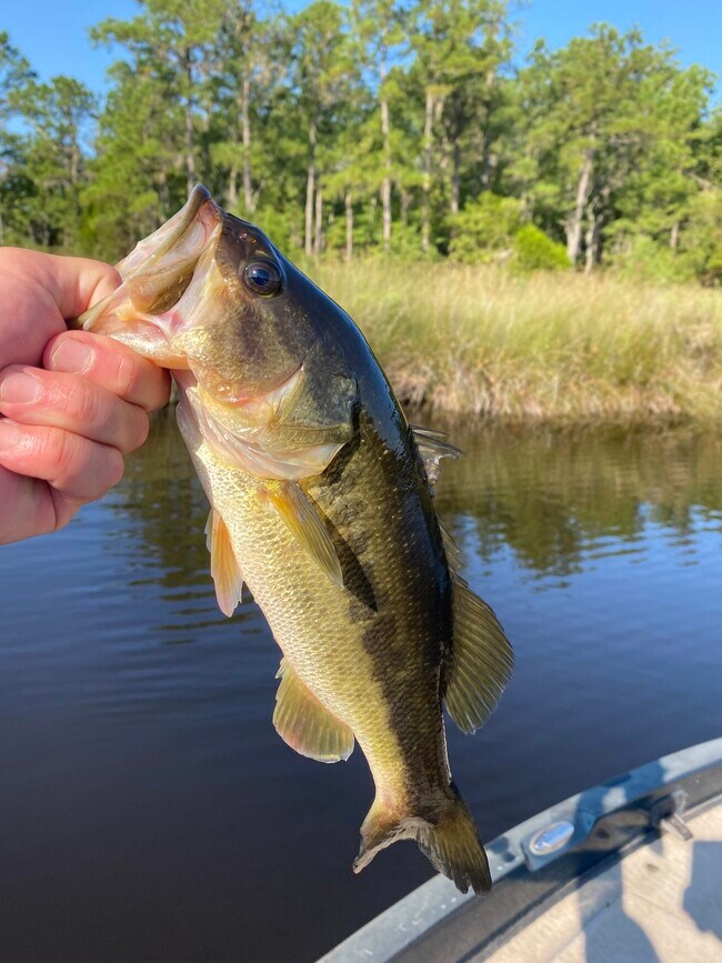 Photo - 111 Morning Glory Ln