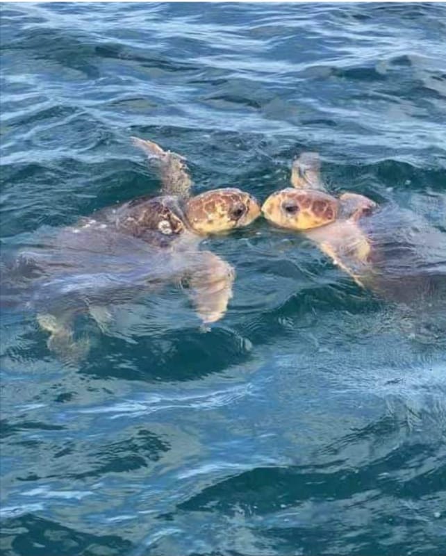 Building Photo - 4565 S Atlantic Ave