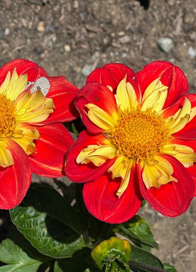 Building Photo - Celina Ohio Park (Apartments Front Building) Unit B