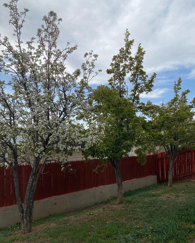 Photo - 810 E Saguaro St