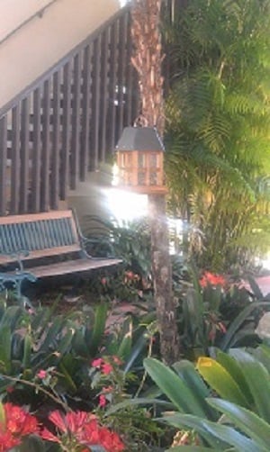 Photo - Monterey Pines