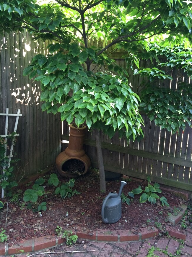 Back yard - 1818 S St NW Unit 1