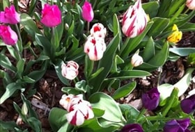 Photo - Twin Pines Apartments