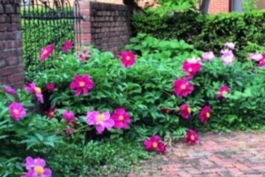 patio - 117 E Sycamore St Unit 117