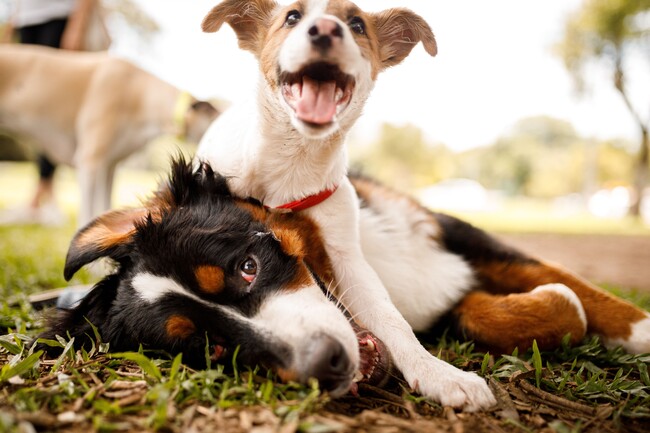 This pet-friendly community boasts three dog parks, ensuring your furry friends have plenty of space to play and socialize. - Amavi Brier Creek Homes