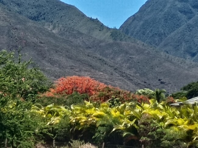 Photo - 257 Hokiokio Pl